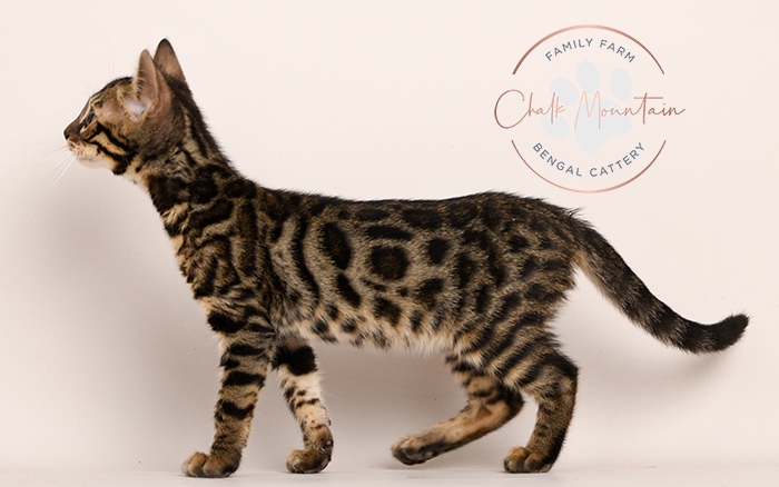 Bengal kitten for sale